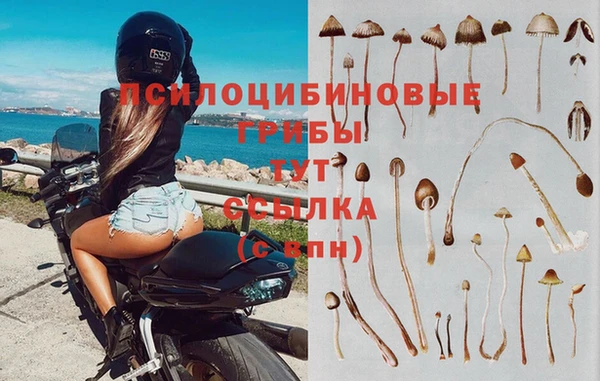 гидра Гусев